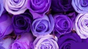 Какие бывают оттенки фиолетового цвета
