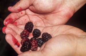 hands stained with berries
