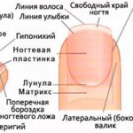 Structure of the nail plate
