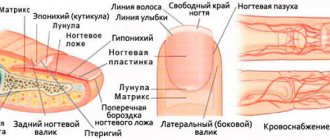 Structure of the nail plate